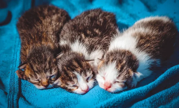 küçük yavru kedi. seçici odak. 