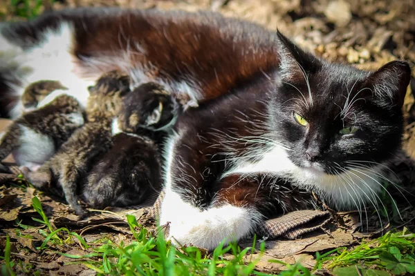 küçük yavru kedi. seçici odak. 