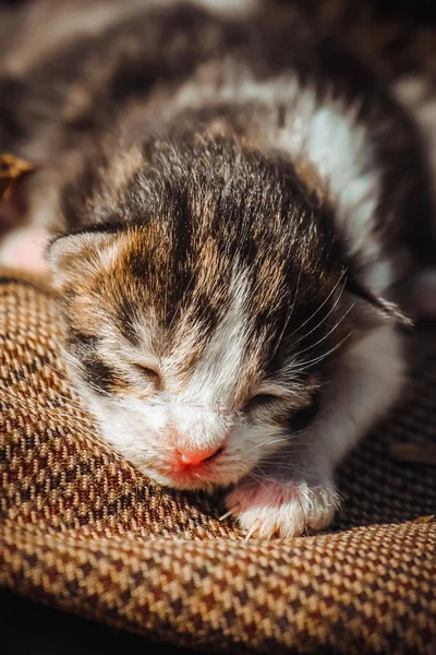 Small Kittens Selective Focus — Stock Photo, Image