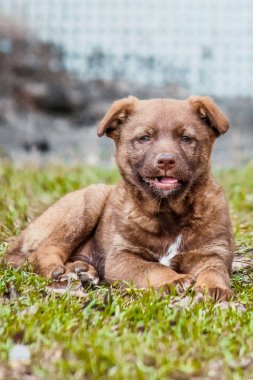Evsiz köpektir. seçici odak.