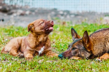 Evsiz köpektir. seçici odak.