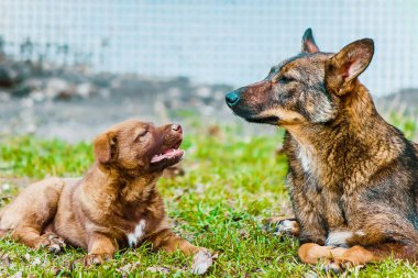 Evsiz köpektir. seçici odak.