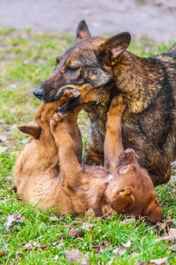 Evsiz köpektir. seçici odak.