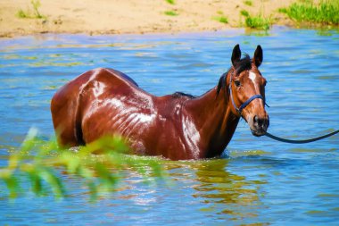 atları yıkayın. seçici odak.