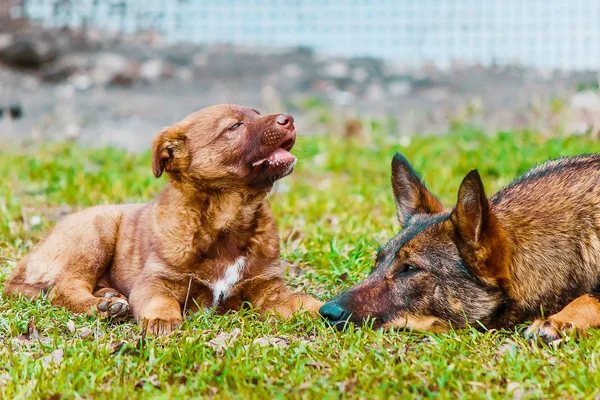Evsiz köpektir. seçici odak.