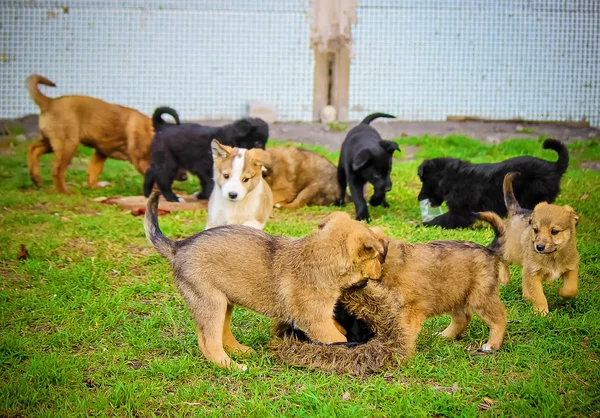 Evsiz köpektir. seçici odak.