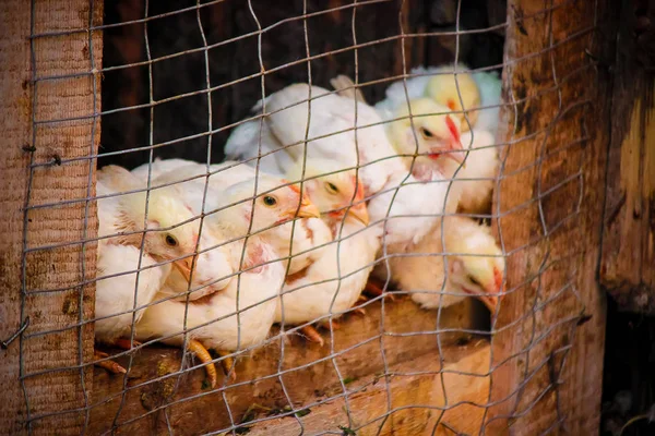 Frango Uma Jaula Uma Fazenda Foco Seletivo — Fotografia de Stock