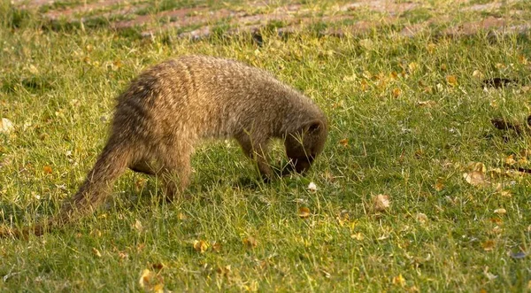 Here in the photo we see a very beautiful hyena in search of food and it is dangerous.