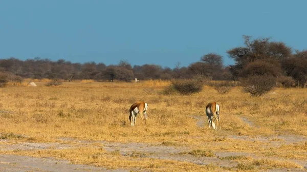Here in the photo we see very magnificent antelopes and they are in search of food.