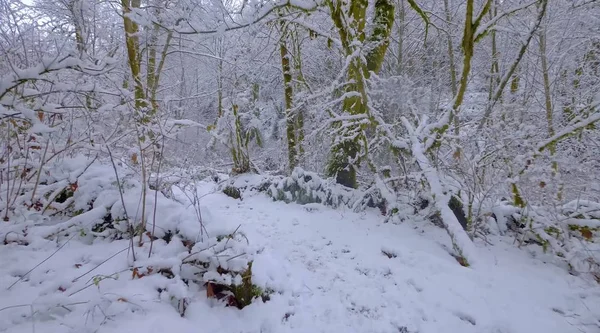 We decided to take a walk through a very beautiful forest on a beautiful winter day.