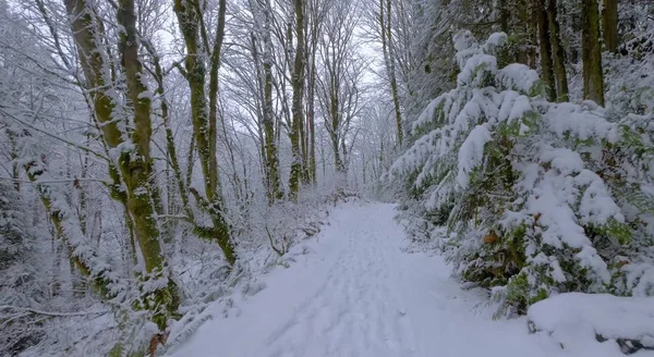 Here we decided to take a walk through a very beautiful forest on a nice winter day.