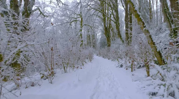 Then we decided to take a walk through a very beautiful forest on a beautiful winter day.