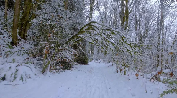 Here we decided to take a walk through a very beautiful forest on a nice winter day.