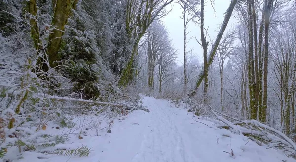 Here we decided to take a walk through a very beautiful forest on a nice winter day.