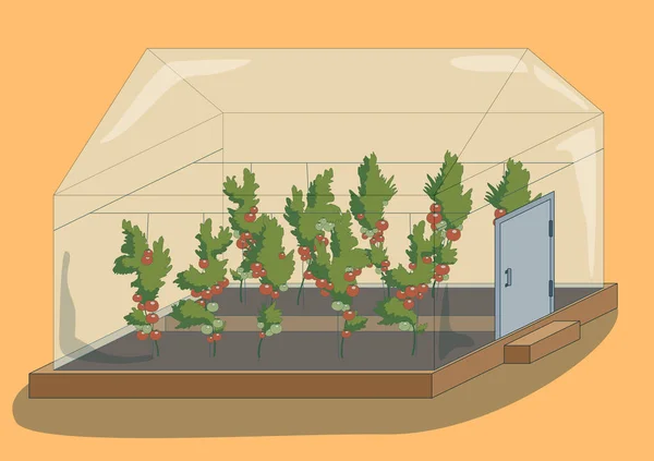 Gewächshaus Mit Tomatenpflanzen Vektorillustration — Stockvektor