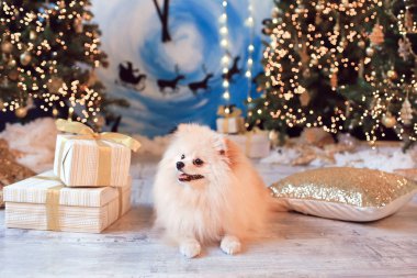 Noel 'i ve yeni yılı süslerle ve hediyelerle kutlayan sevimli komik köpek pomeranian spitz' i. Köpeğin Çince yılı.