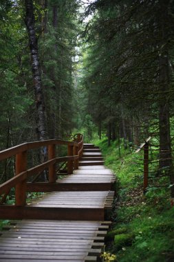 Yoğun bir çam ormanında, ucunda ışık olan ahşap bir patika.