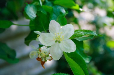 elma çiçeği bir ağaç üzerinde