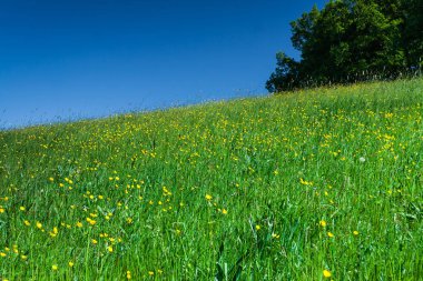 çayır çiçek, düğünçiçekleri ve ağaç