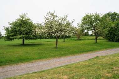 Baharda çiçek açan meyve ağacı