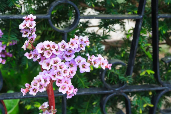 pink flower at the fence