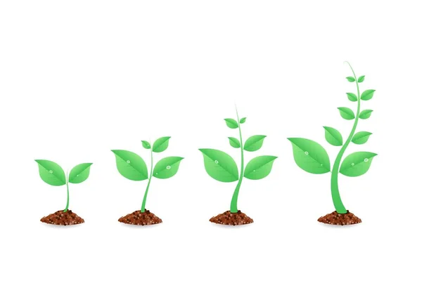 Phases de croissance des plantes vertes — Image vectorielle
