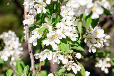 Çiçek açan ağaçlar, çiçekler, doğa, baharın başlangıcı
