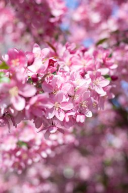 Çiçek açan ağaçlar, çiçekler, doğa, baharın başlangıcı