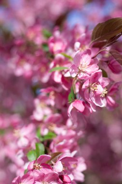 Çiçek açan ağaçlar, çiçekler, doğa, baharın başlangıcı