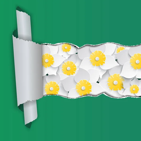 Daffodils fundo com papel rasgado. Ilustração vetorial —  Vetores de Stock