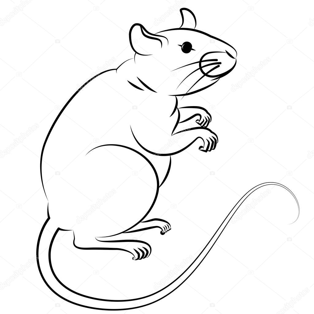 Hand drawn rat or mouse. Symbol of Chinese New Year 2020. Element for design. Contour drawing isolated on white. Vector illustration.