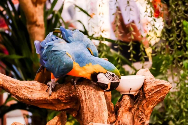 Blue Gold Macaw Ara Arararauna Stojí Větvi Stromu Jídlo — Stock fotografie