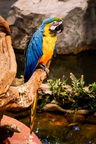 Blue Gold Macaw Ara Arauna Staat Tak Van Boom — Stockfoto