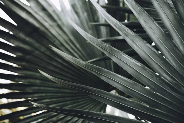 Primer Plano Las Hojas Palmera Bismarck Bismarckia Nobilis — Foto de Stock