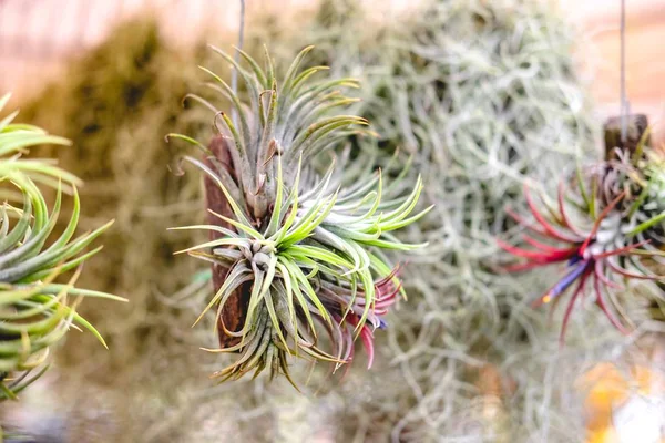 Tillandsia Arbre Suspendu Dans Air — Photo