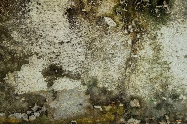 Beyaz beton çatlak duvardaki kuru yosunların ve su ve güneş ışığının neden olduğu soyulmuş boyaların yakın çekimi. Beyaz Saray 'ın duvarını siyah lekeyle boyayın. Doku arkaplanı.