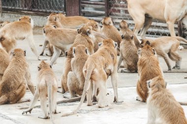 Khao Takiap Tapınağı, Prachuap Khiri Han, Tayland 'da birçok maymun (uzun kuyruklu macaque, yengeç yiyen macaque, Macaca fascicularis) bulunur..