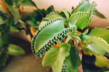 Mother of Thousands, Mexican Hat plant (Kalanchoe pinnata) with sprout.