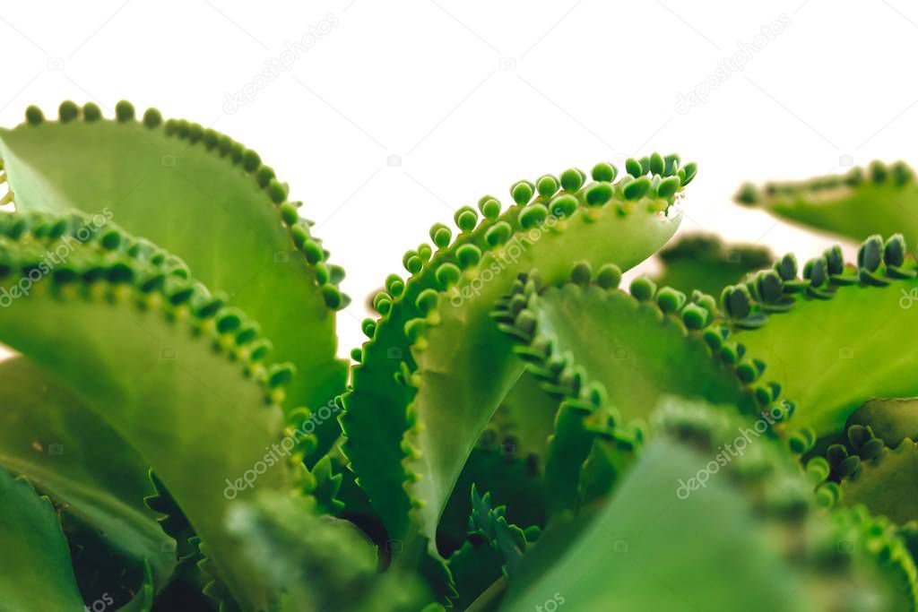 Mother of Thousands, Mexican Hat plant (Kalanchoe pinnata) with sprout. Isolated on white background.