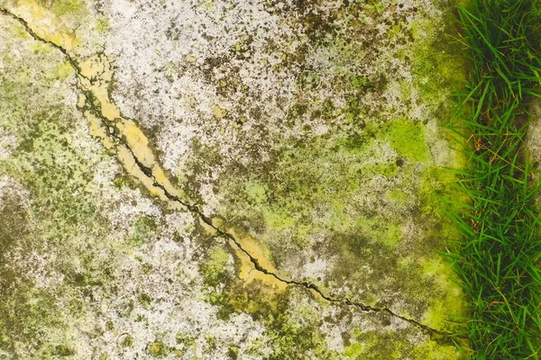 Крупный План Мосса Белой Цементной Трещине Очищенной Краски Вызванной Водой — стоковое фото