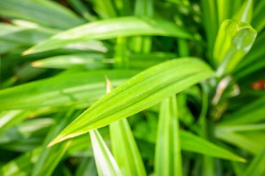 Pandan yapraklarının (Pandanus amiaryllifolius) güneş ışığıyla çevrili bahçesinde..