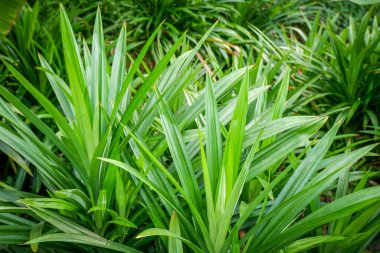 Pandan ağacı (Pandanus amiaryllifolius) güneş ışığıyla bahçededir..