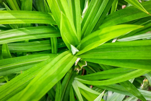 Vista Superior Las Hojas Pandano Pandanus Amaryllifolius Jardín Con Luz — Foto de Stock