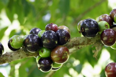  Zeytin zeytin ağacı üzerinde