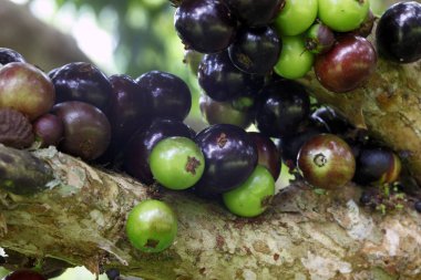  Zeytin zeytin ağacı üzerinde