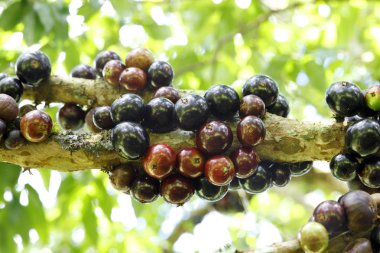  Zeytin zeytin ağacı üzerinde