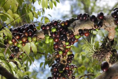  Zeytin zeytin ağacı üzerinde