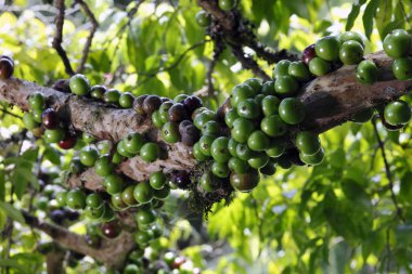  Zeytin zeytin ağacı üzerinde