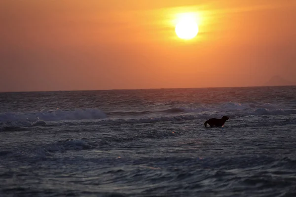 Hund Läuft Strand Von Rio Janeiro Bei Sonnenuntergang — Stockfoto