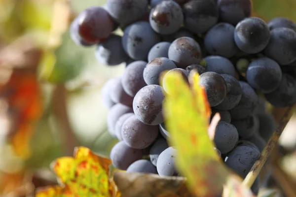 Hermosos Racimos Frescos Uvas Maduras —  Fotos de Stock